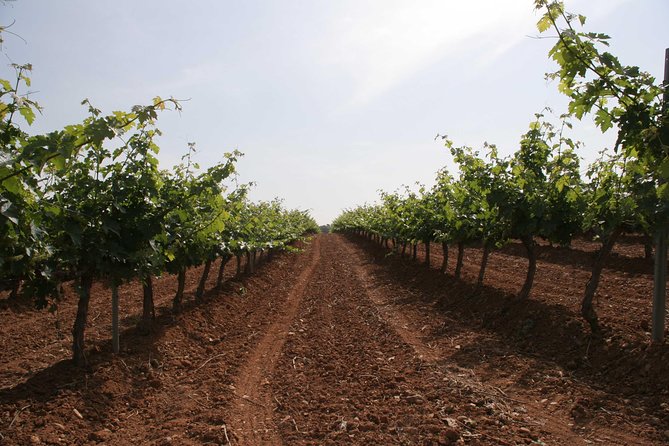 Visit and Wine Tasting With Sausage and BODEGA PIRINEOS Cheese - Common Questions