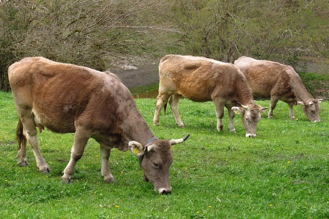 Visit Andorra From Barcelona With Private Driver, Luxury Mercedes - Overview