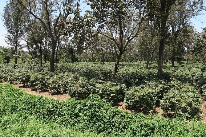 Visit Arusha Coffee Plantation Day Tour - Good To Know