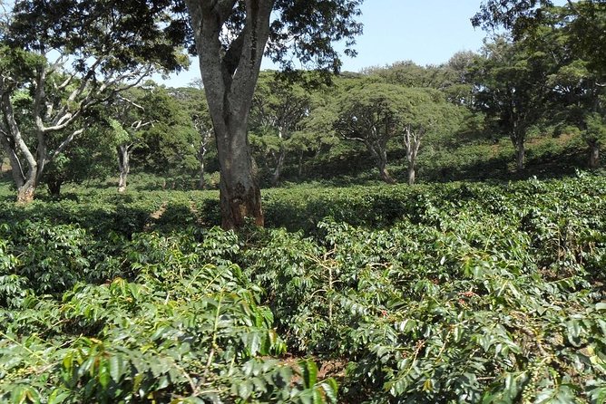 Visit Arusha Coffee Plantation Day Tour - Pickup Information