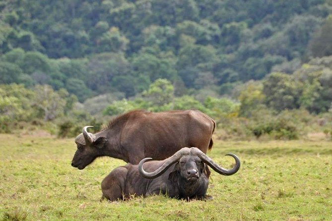 Visit Arusha Coffee Plantation Day Tour - What To Expect