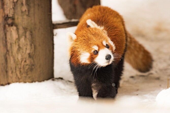 Visit Asahiyama Zoo, Fascinating Aoi-Ike and Shirohige Falls! - Aoi-Ike: Exploring the Enchanting Blue Pond