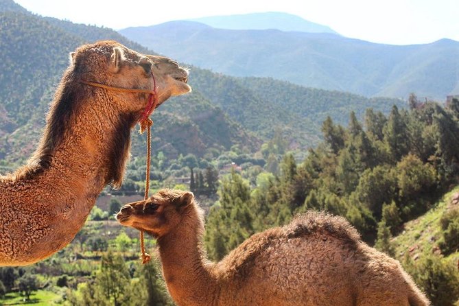 Visit Atlas Mountains and Agafay Desert With Camel Camel Experience - Meeting and Pickup