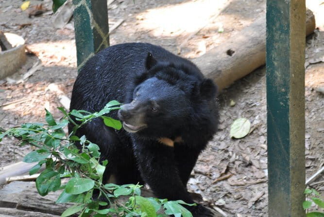 Visit Bear Rescue Center From Agra - The Location and Its Significance