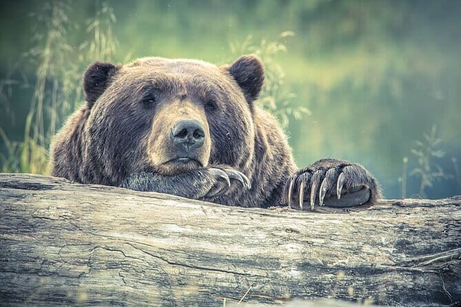 Visit Bear Rescue Center From Agra - The Journey to the Center
