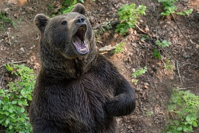 Visit Bear Rescue Center From Agra - The Video Presentation and Conservation Talk