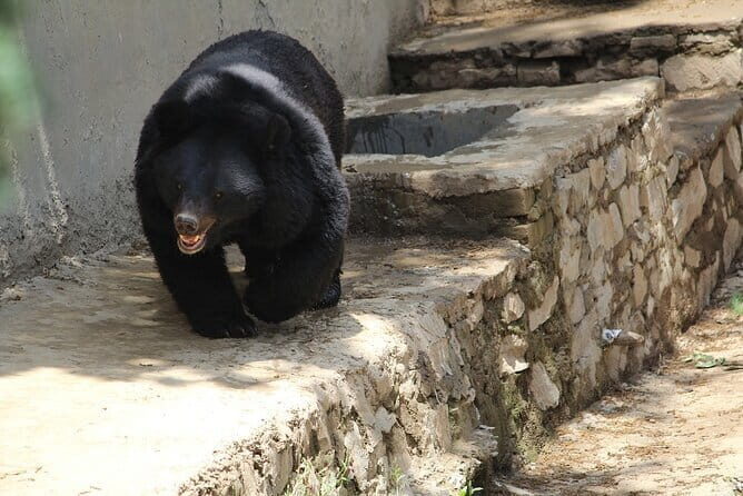 Visit Bear Rescue Center From Agra - Accessibility and Physical Requirements