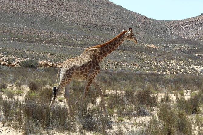 Visit Big 5 Aquila Game Reserve Group Transfer UP To 13 Pax From Cape Town F/D - Participant Information