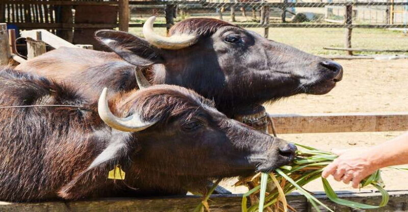 Visit buffalo farm, cooking-class forest, Kuang Si waterfall - FAQs