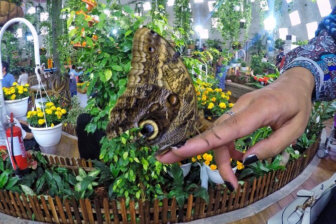 Visit Butterfly Garden in Dubai - Note (Additional Information)
