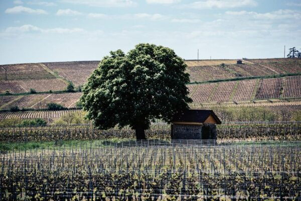 Visit: Château Du Moulin-à-Vent, a History of Terroirs! - Questions You May Have
