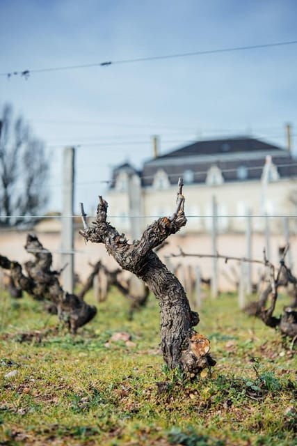 Visit: Château Du Moulin-À-Vent, Where Time Is an Ally - The Ancient Cellar Tour