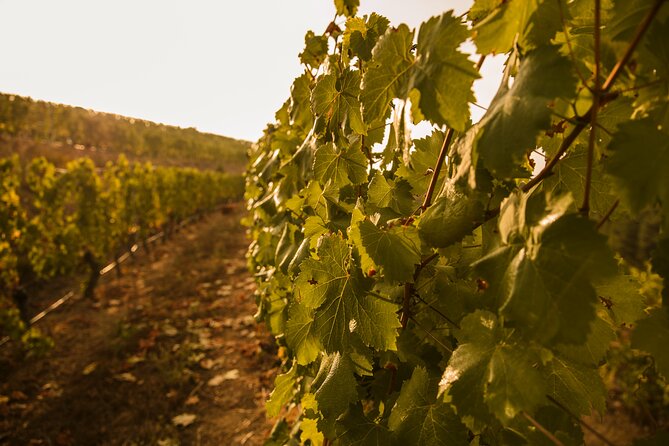 Visit Coastal Vineyard - What To Expect