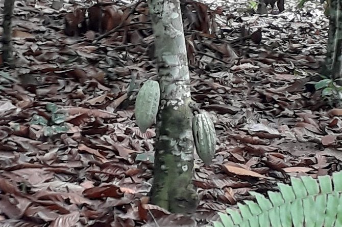 Visit Cocoa & Rubber Plantation-Traditional Ivoirian Village With Local Lunch! - Good To Know