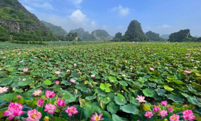 Visit Famous Spots And Admire Birds In Ninh Binh For 2 Days - Day 2: Thung Nham Bird Park, Bich Dong Pagoda, and Thai Vi Temple