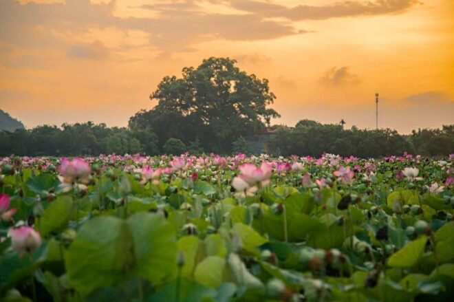 Visit Famous Spots And Admire Birds In Ninh Binh For 2 Days - Inclusions