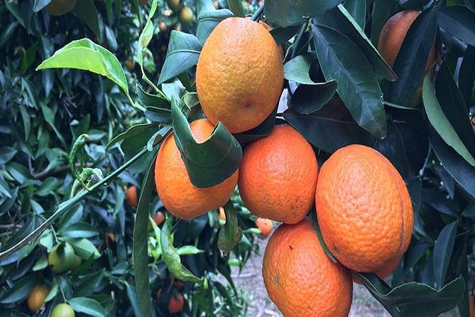Visit From Saranda Between the Caves and Citrus Groves - Cancellation Policy