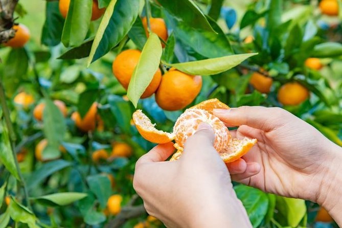 Visit From Saranda Between the Caves and Citrus Groves - Frequently Asked Questions