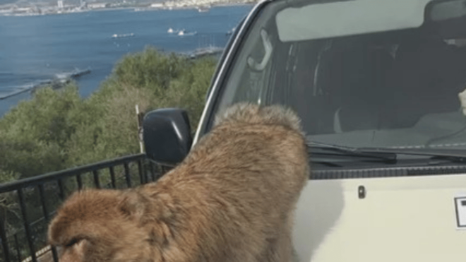 Visit Gibraltar From the Costa Del Sol - Pickup Locations