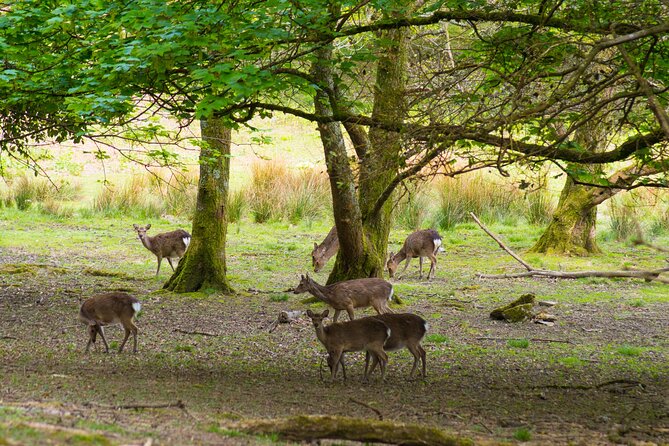 Visit Innisfallen Island - Whats Included and Meeting/Pickup Information