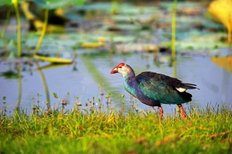 Visit Muthurajawela Wetlands Scenic Boat Ride & Birdwatching - Exploring the Muthurajawela Wetlands: A Peaceful Escape into Nature