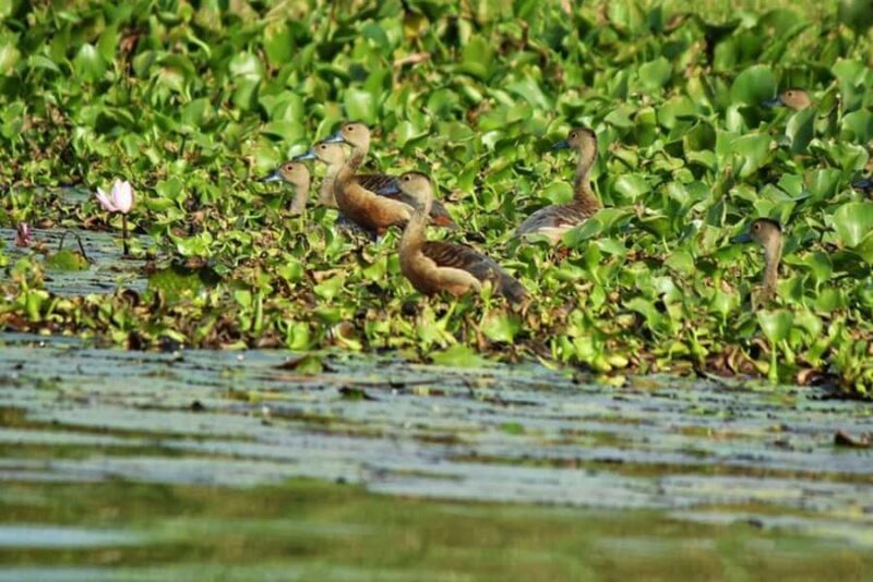 Visit Muthurajawela Wetlands Scenic Boat Ride & Birdwatching - Good To Know