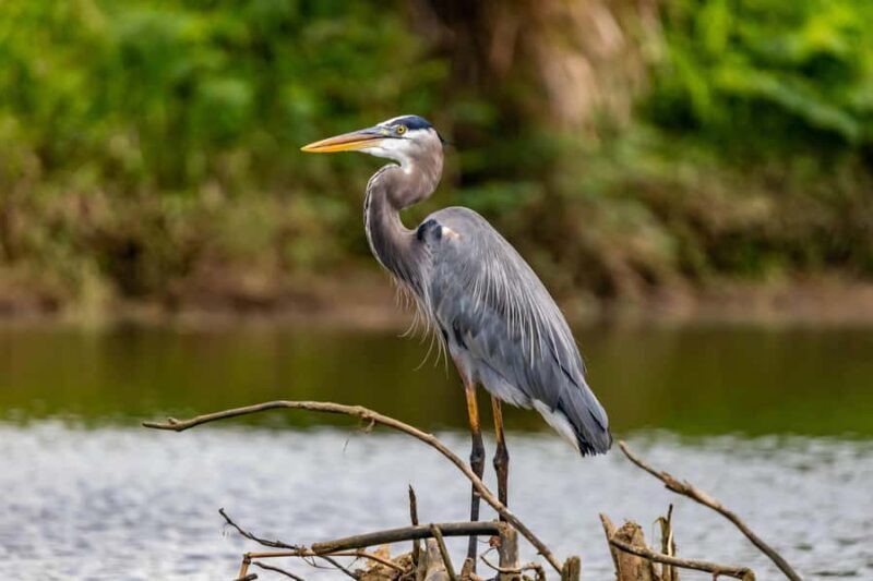 Visit Muthurajawela Wetlands Scenic Boat Ride & Birdwatching - Why This Tour Works Well for Different Travelers
