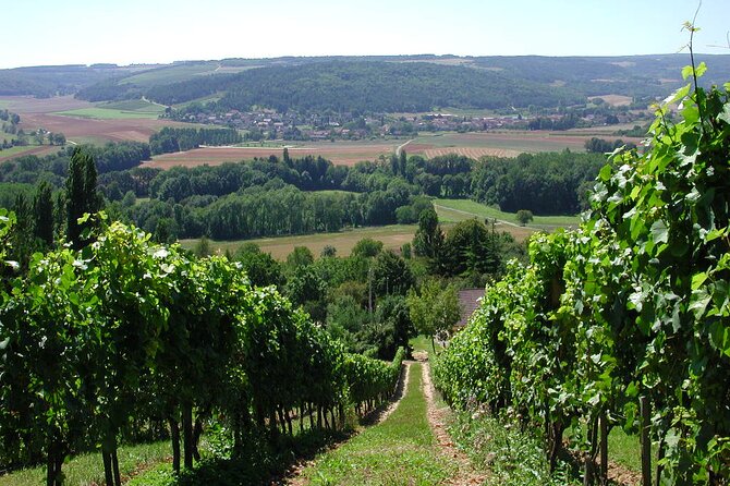 Visit of Cellars - Tasting Sale - Wine Tasting Experience