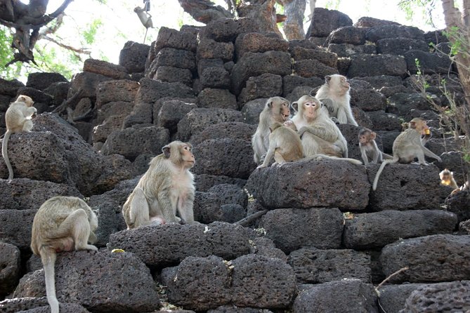 Visit of Lopburi, the Monkeys City, From Bangkok With Your English-Speaking Guide - Monkey Interactions