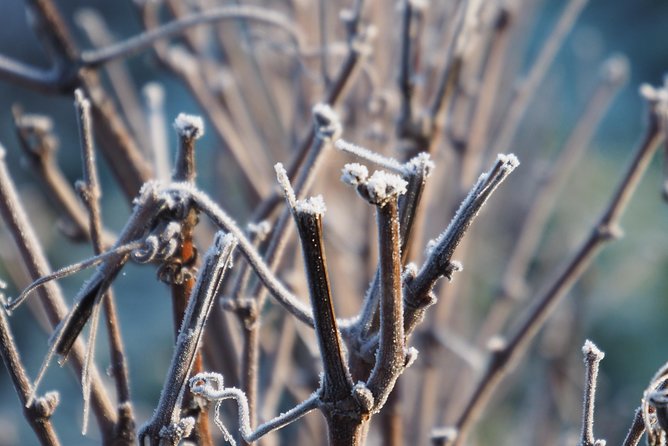 Visit of the Vineyard & Full Range Tasting Japanese Assistant & Transport - The Sum Up
