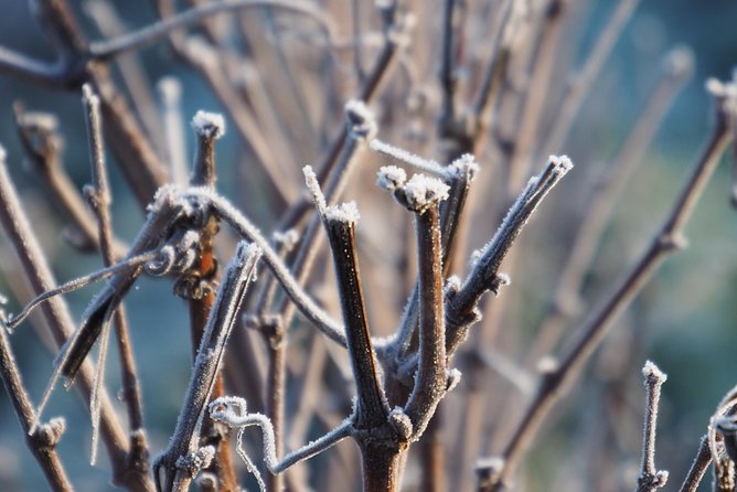 Visit of the Vineyard & Tasting of 5 Champagnes Japanese Assistant & Transport - Common Questions