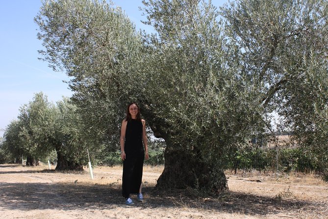 Visit Olive Grove Centenary With Oil Tasting Course - Overview of Olive Grove Centenary