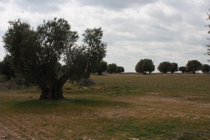 Visit Olive Grove Centenary With Oil Tasting Course - Exploring the Olive Grove