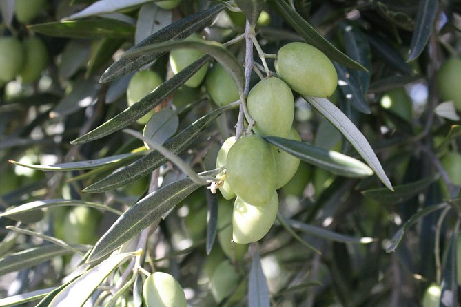 Visit Olive Grove Centenary With Oil Tasting Course - Understanding the Health Benefits of Olive Oil