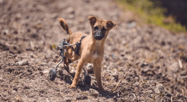 Visit Our Non-Profit Animal Sanctuary in Kathmandu! - Animal Welfare Impact