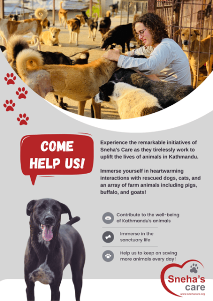 Visit Our Non-Profit Animal Sanctuary in Kathmandu! - How to Get There