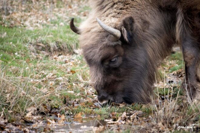 Visit Paleolithic Live 4x4 - Educational Opportunities and Workshops