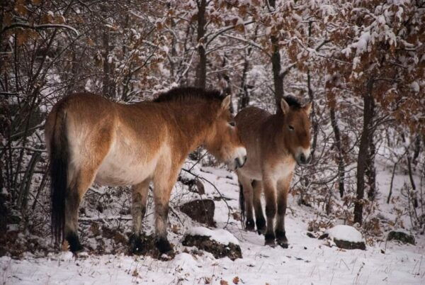 Visit Paleolithic Live 4x4 - Language Options and Cancellation Policy