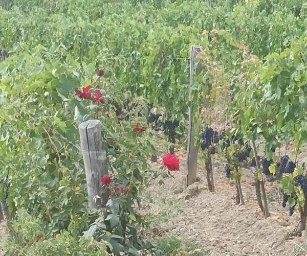 Visit Pisa & Lucca With Lunch in a Family-Run Winery - Directions