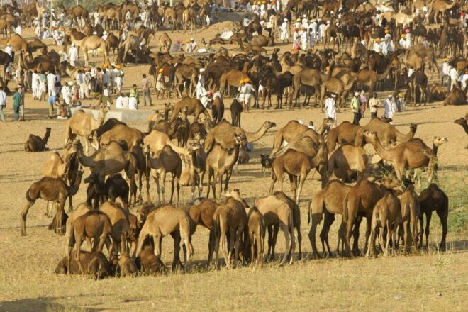 Visit Pushkar From Jaipur With Jodhpur Drop - Common Questions