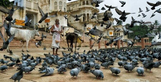 Visit Pushkar From Jaipur With Jodhpur Drop - Highlights