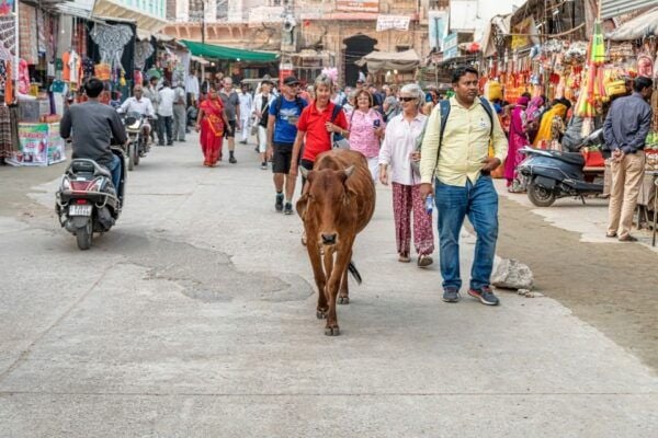 Visit Pushkar From Jaipur With Jodhpur Drop - Common Questions