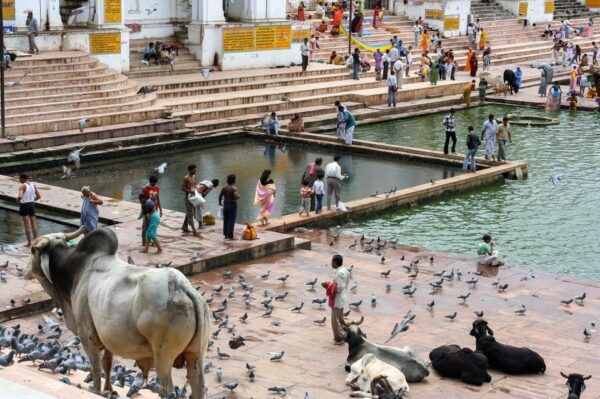 Visit Pushkar From Jaipur With Jodhpur Drop Without Guide - Annual Fair and Seasonal Attractions