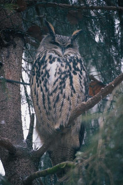 Visit Ranua Wildlife Park with Photographer - Getting to Know Ranua Wildlife Park