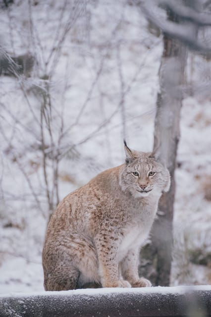 Visit Ranua Wildlife Park with Photographer - The Authenticity and Educational Value