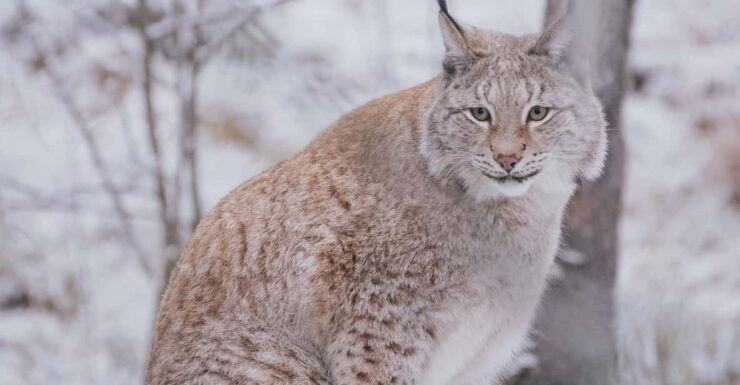 Visit Ranua Zoo With Photographer - Good To Know