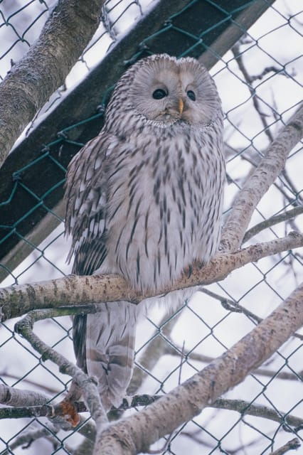 Visit Ranua Zoo With Photographer - Tour Duration and Group Size