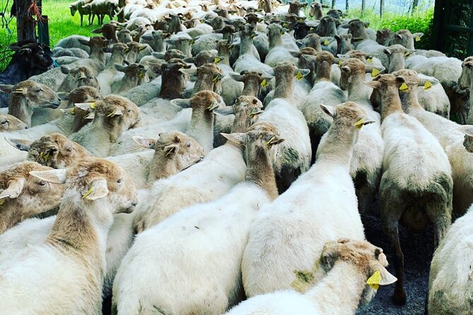 Visit San Sebastian and a Family Cheese Farm With Tasting (From Bilbao) - Common Questions