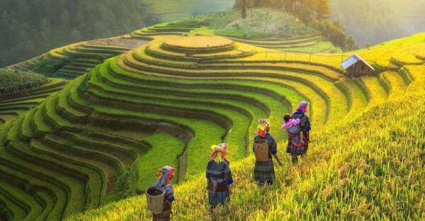 Visit Sapa & Local Villages To See Terraced Fields For 2 Day - Group Options and Availability