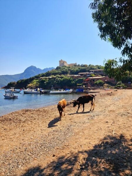 Visit Scandola Calanques Piana 2h Stop Girolata 12 Seat Boat - Tips for Travelers
